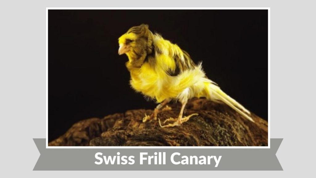 Swiss Frill Canary