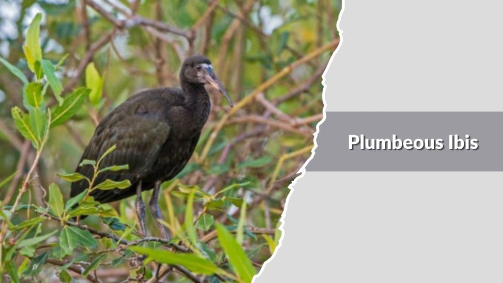 Plumbeous Ibis