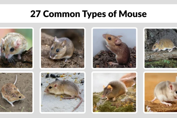 27 Common Types of Mouse Identification with Pictures