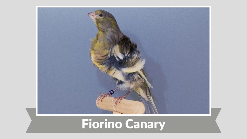 Fiorino Canary