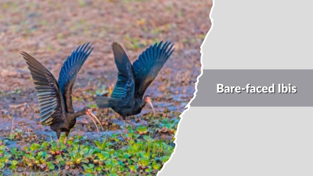Bare-faced Ibis
