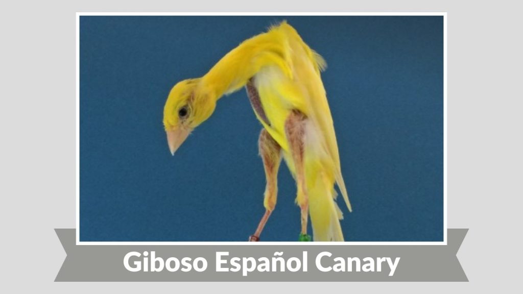 Giboso Español Canary