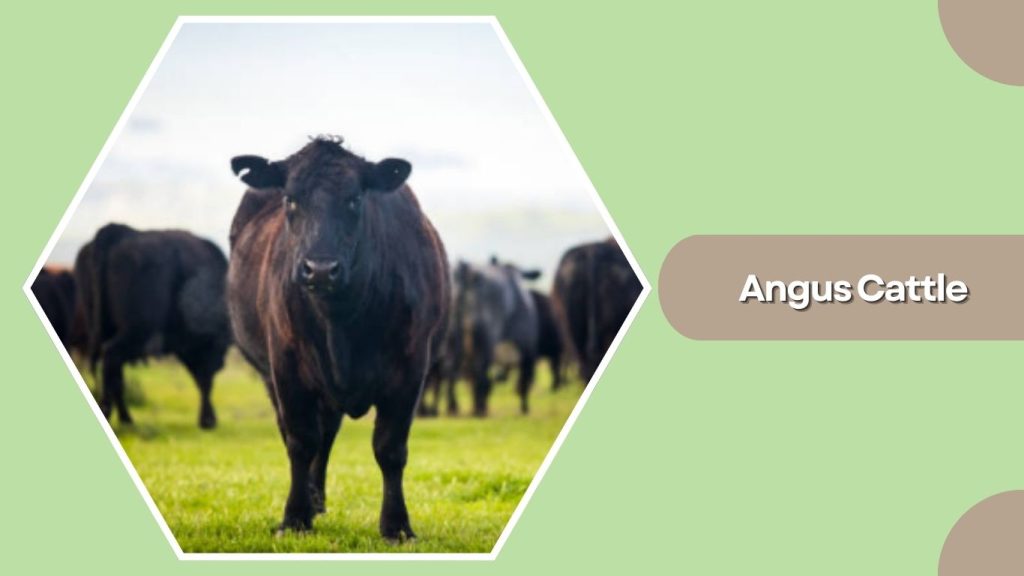 Angus Cattle
