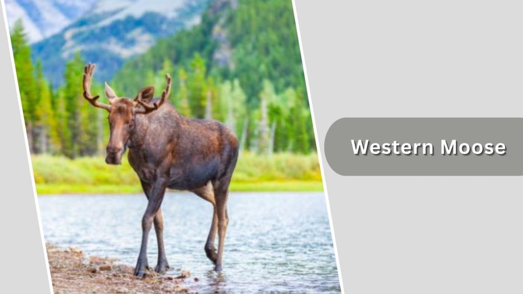  Western Moose 