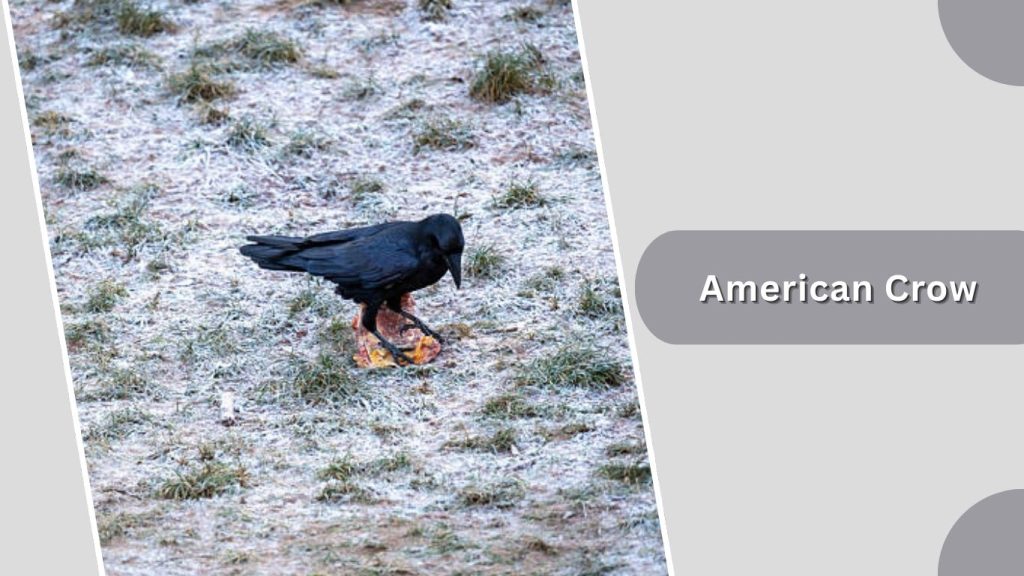 American Crow