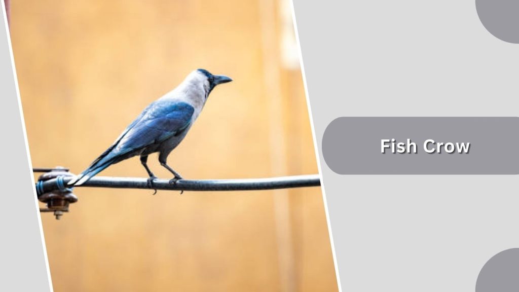 Fish Crow