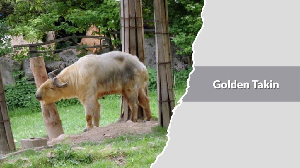 Golden Takin