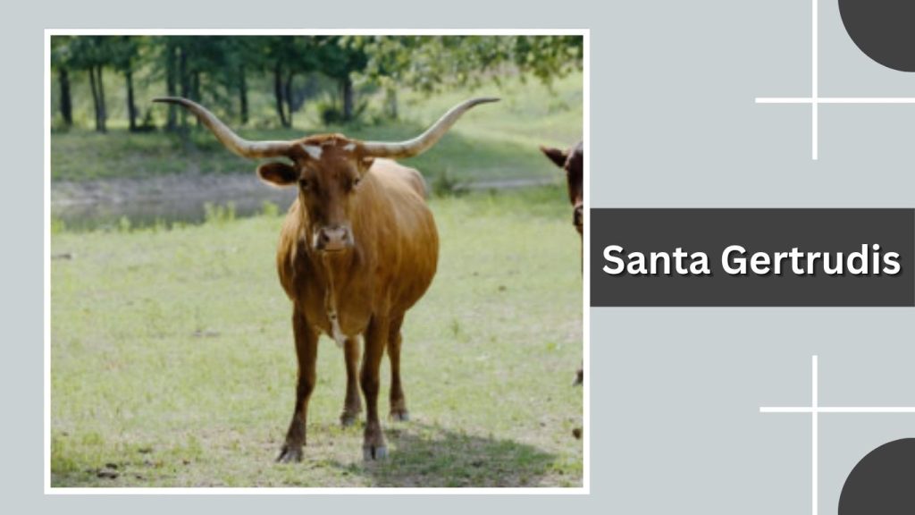 Santa Gertrudis