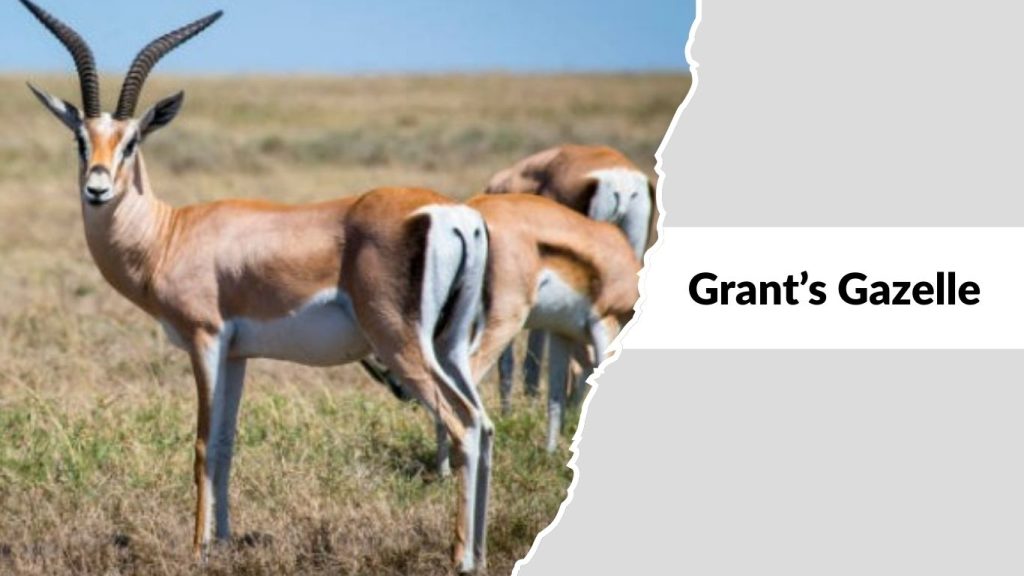 Grant’s Gazelle