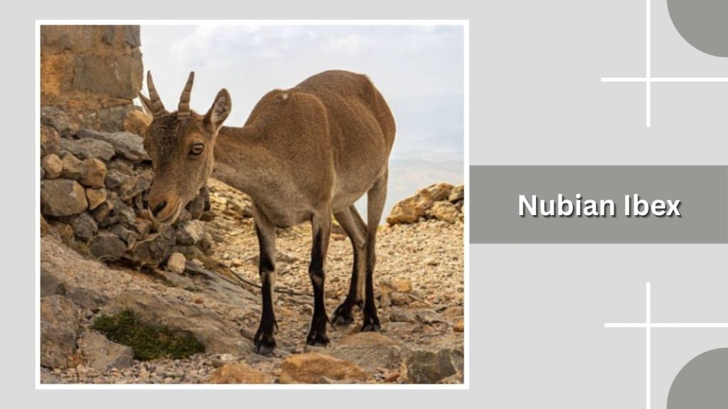 Nubian Ibex