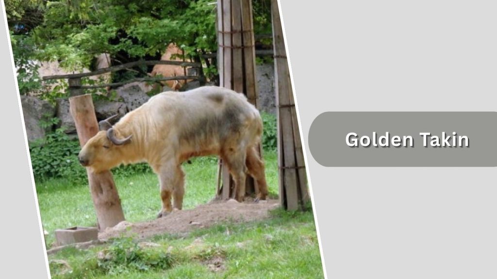 Golden Takin