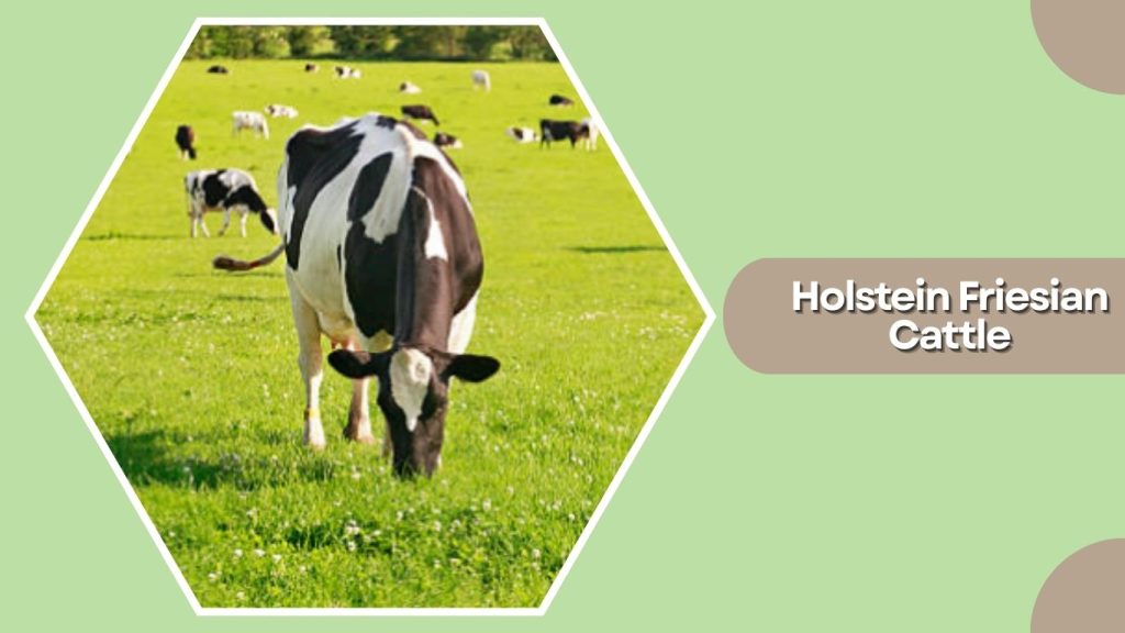 Holstein Friesian Cattle