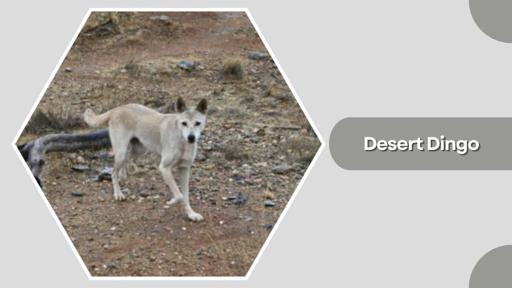 Desert Dingo