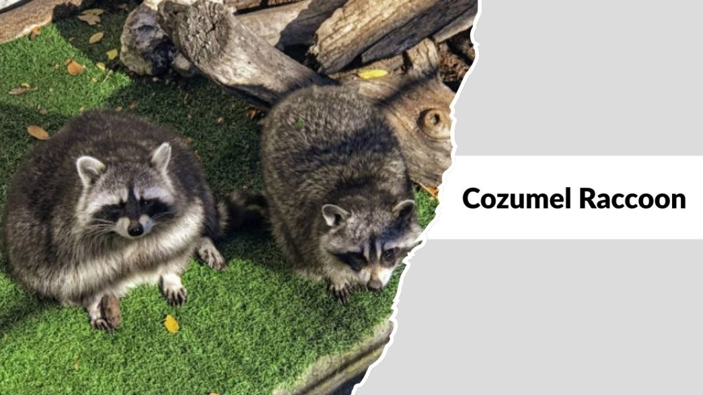 Cozumel Raccoon (Procyon pygmaeus)