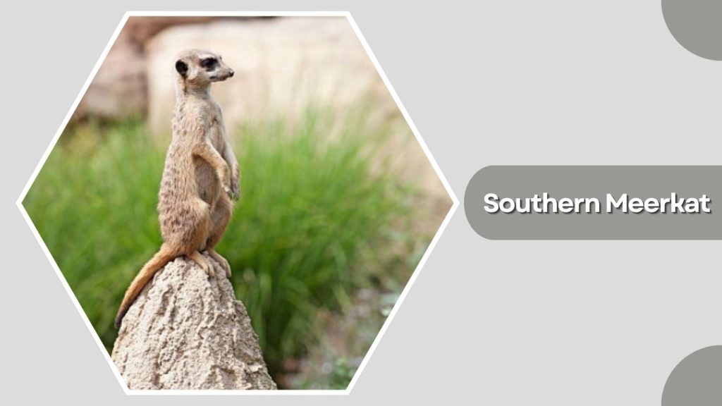 Southern Meerkat