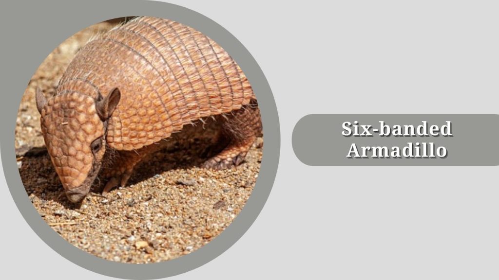 Six-banded Armadillo