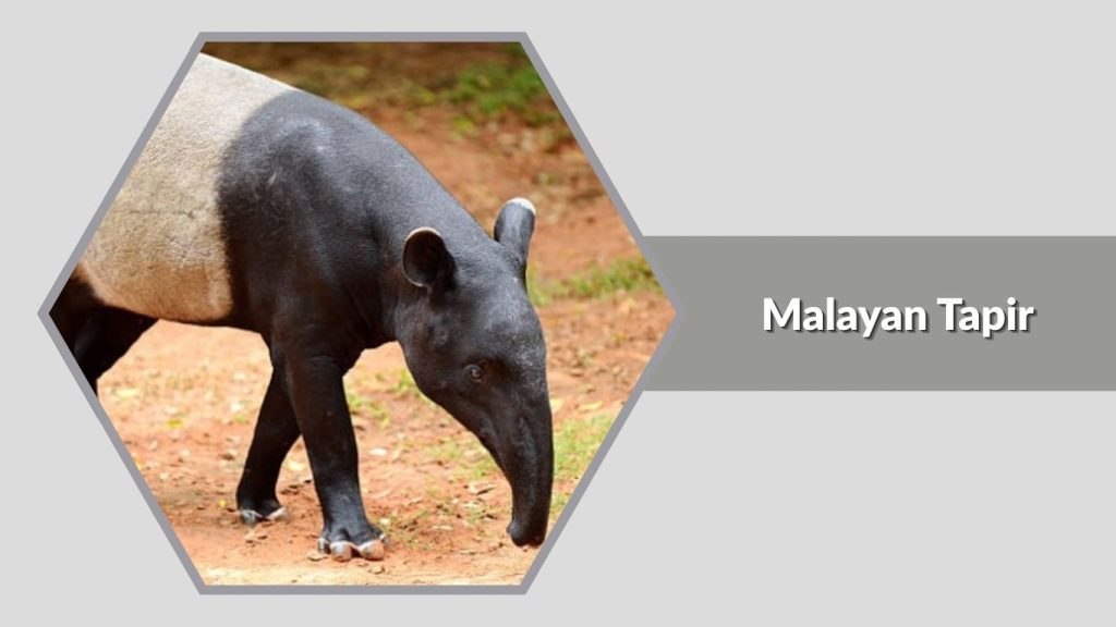 Malayan Tapir 