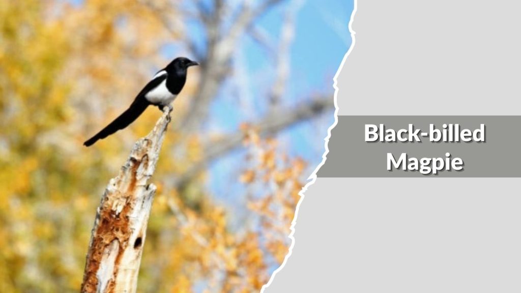Black-billed Magpie
