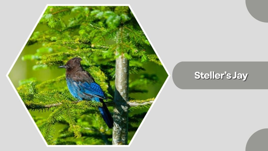 Steller’s Jay