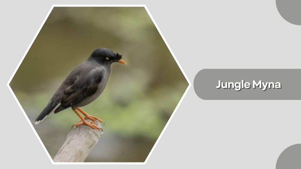 Jungle Myna