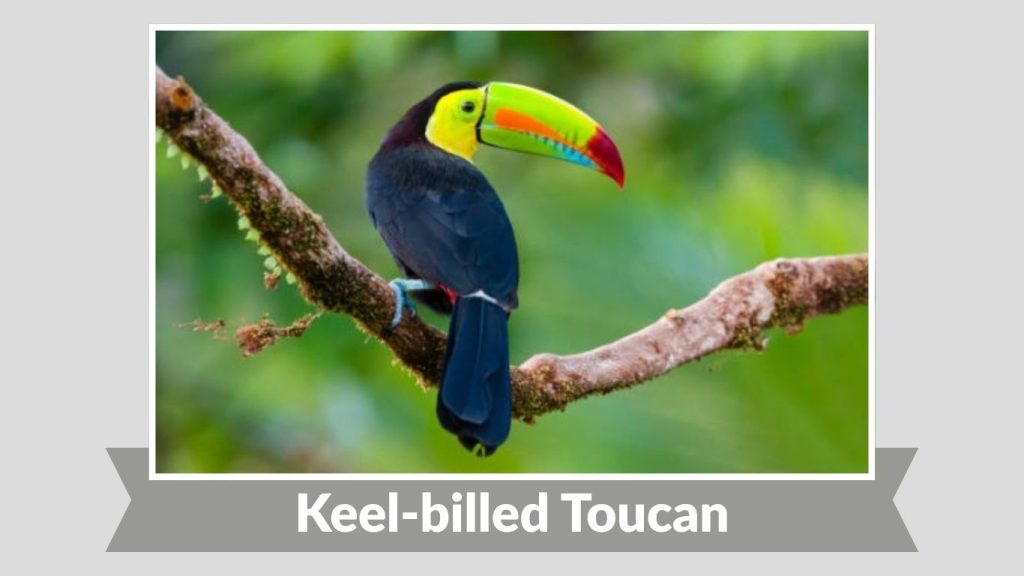 Keel-billed Toucan