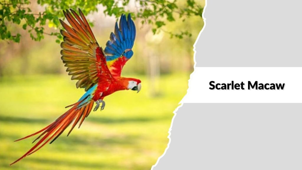 Scarlet Macaw