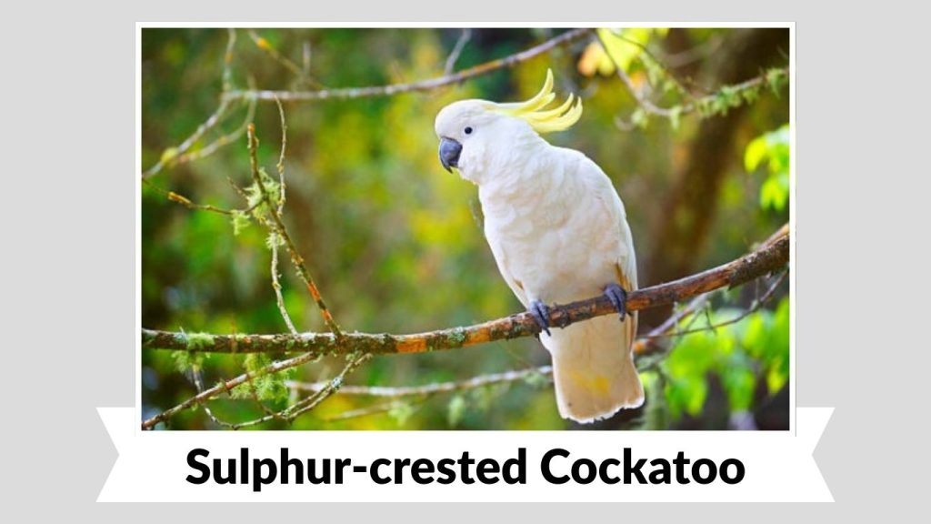 Sulphur-crested Cockatoo