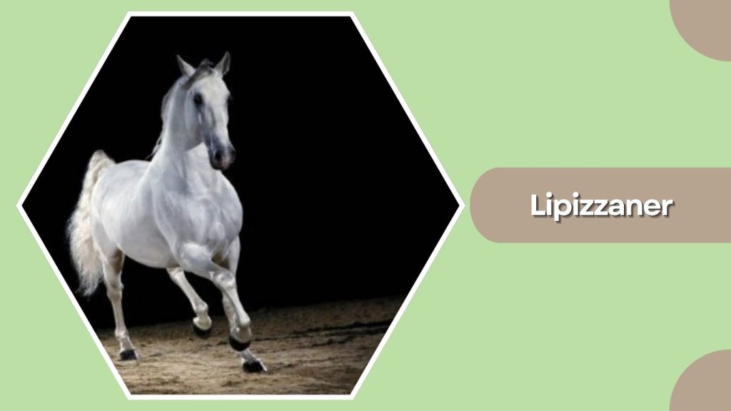 Lipizzaner