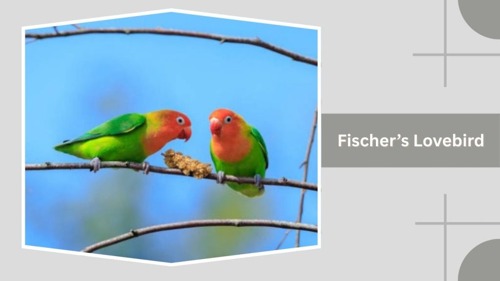 Fischer’s Lovebird