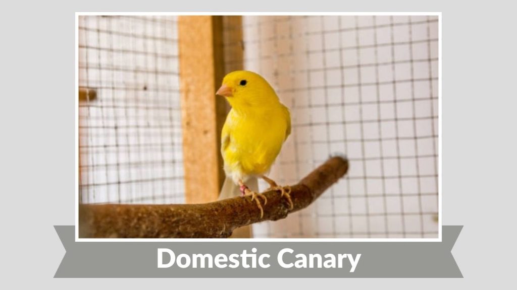 Domestic Canary