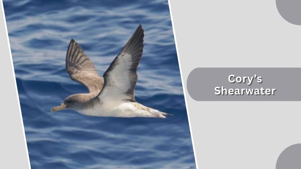 Cory’s Shearwater