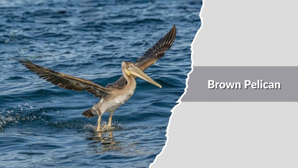 Brown Pelican