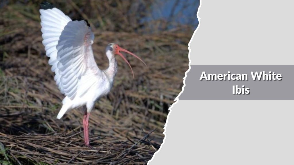 American White Ibis