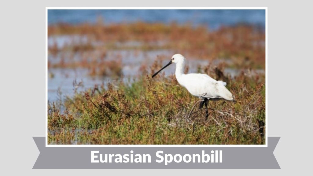 Eurasian Spoonbill