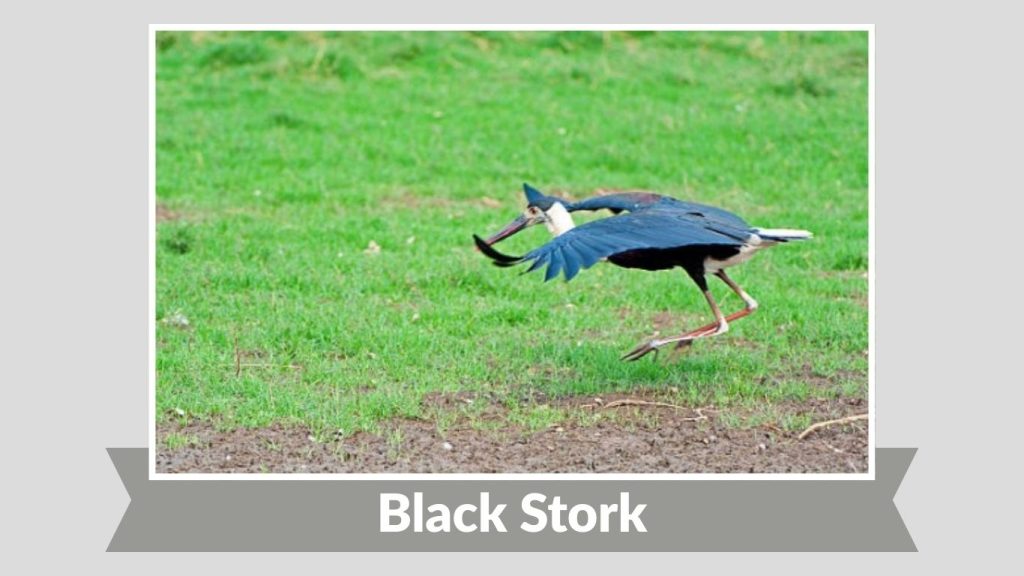 Black Stork