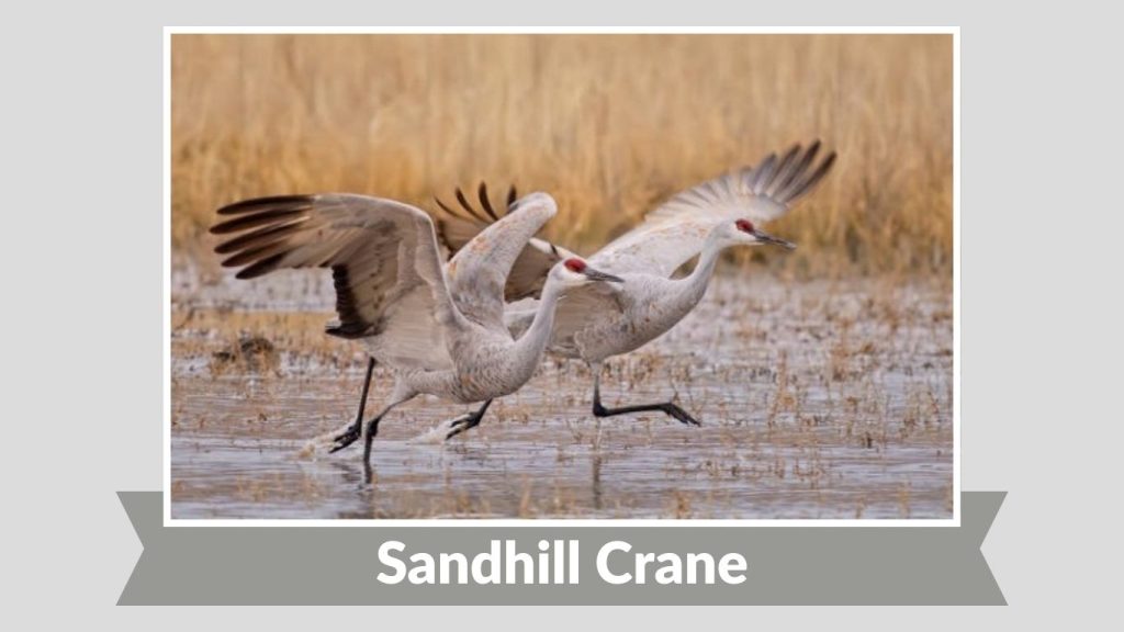 Sandhill Crane