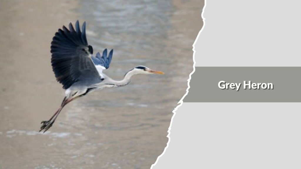 Grey Heron