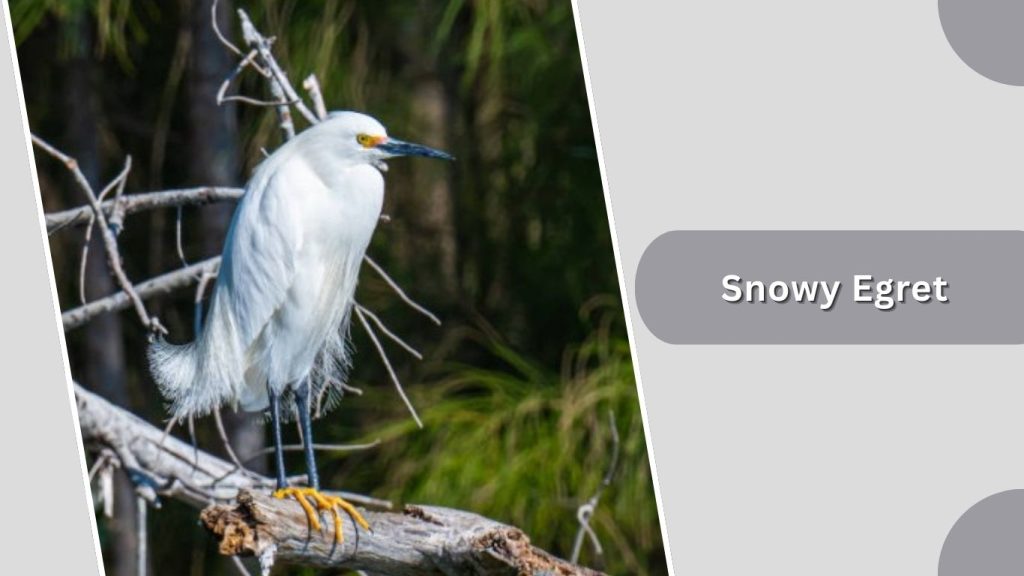 Snowy Egret