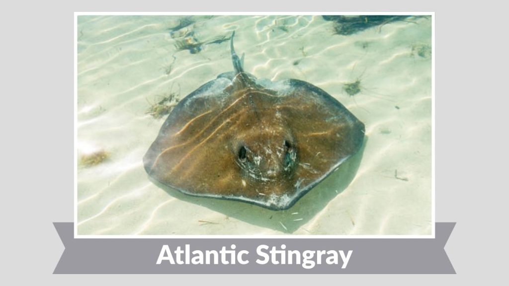 Atlantic Stingray