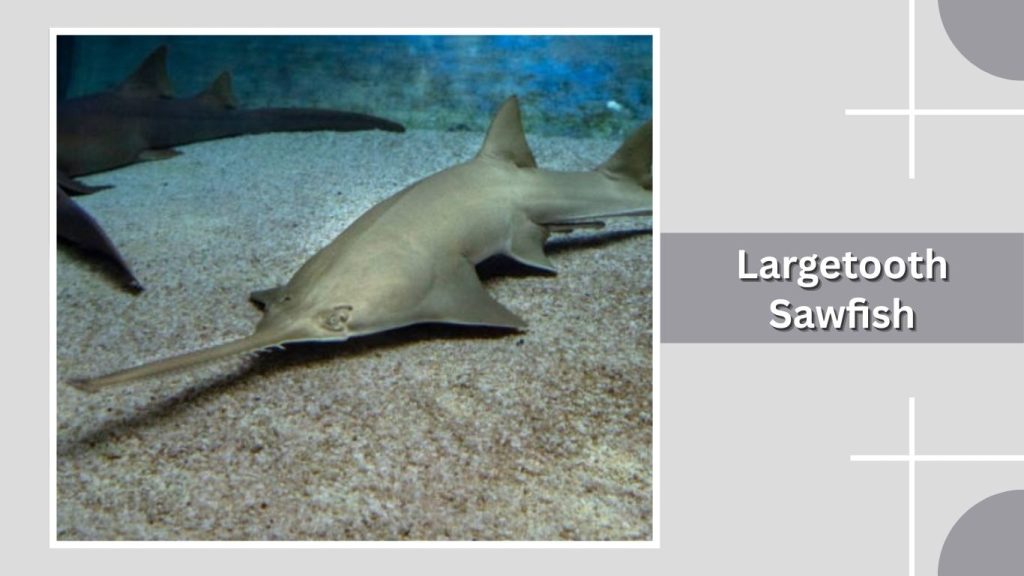 Largetooth Sawfish