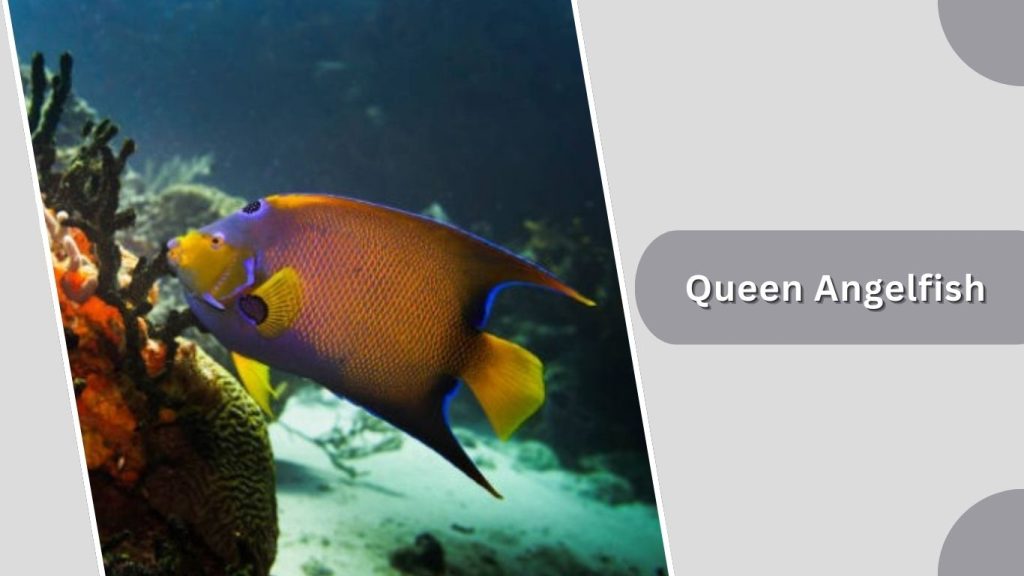 Queen Angelfish