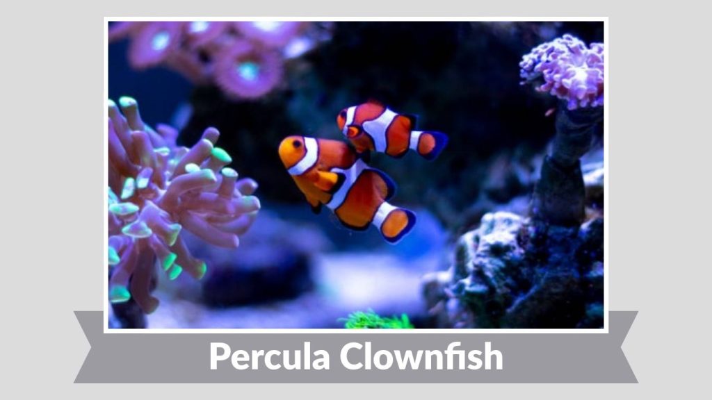 Percula Clownfish