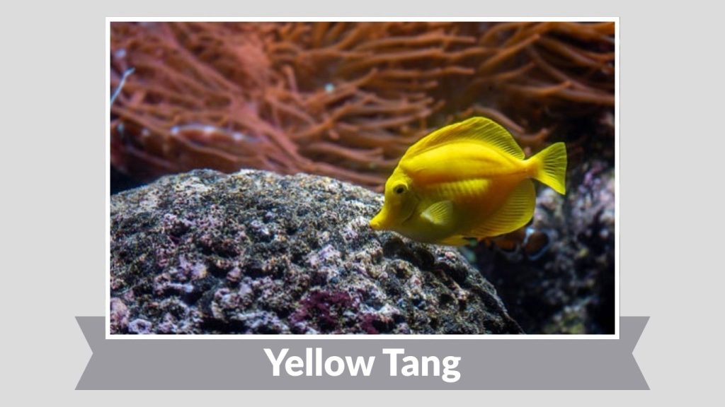 Yellow Tang