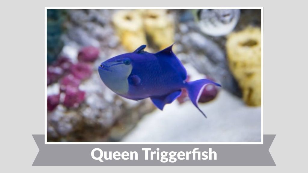 Queen Triggerfish