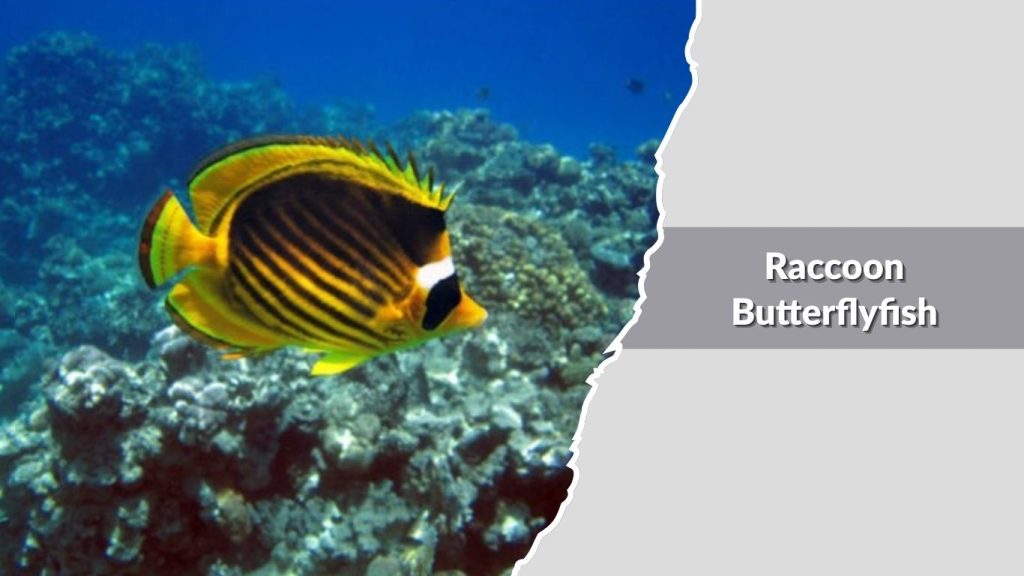 Raccoon Butterflyfish