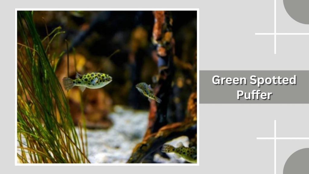 Green Spotted Puffer