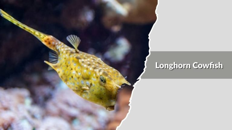 20 Types of Boxfish: Different Species Identification with Pictures