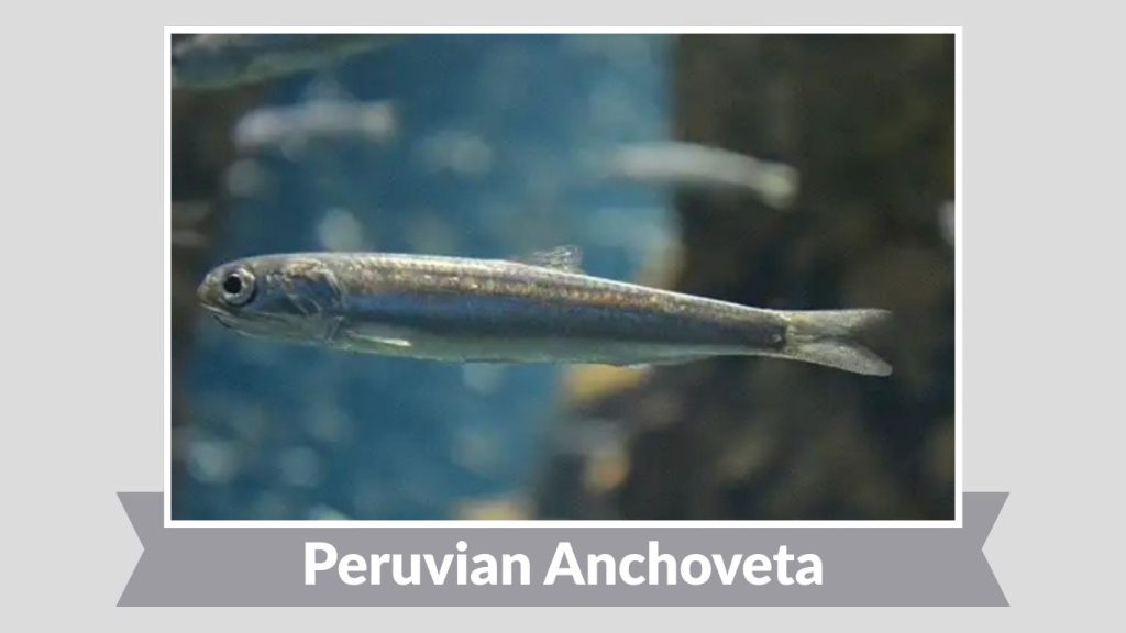 Peruvian Anchoveta 