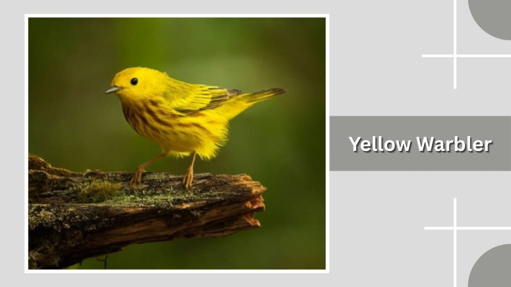 Yellow Warbler