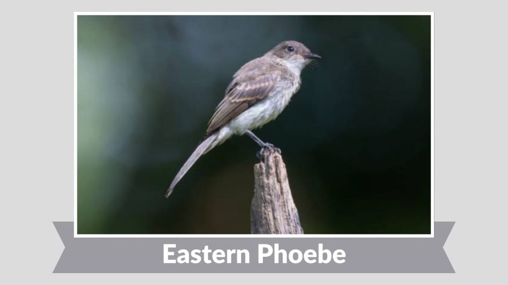 Eastern Phoebe